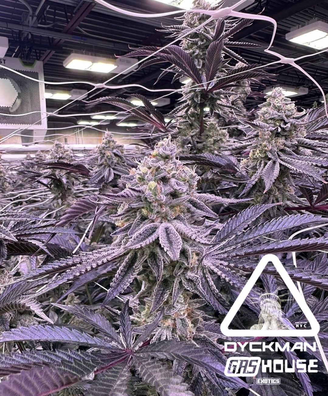 Original NYC DUCKSAUCE STRAIN