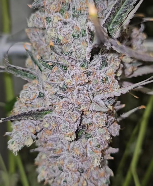 New York City 2008’ Sourman Cut