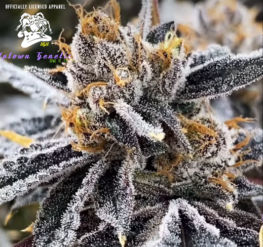 CHERRY OCTANE (DUCKSAUCE CUT)