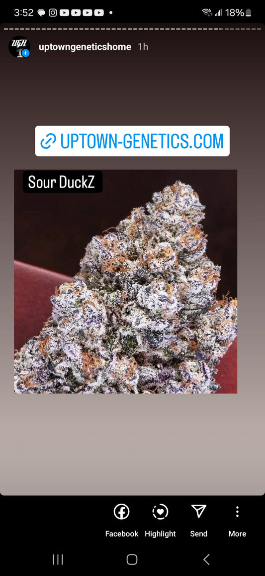 Souvenirs -DUCKSAUCE Autoflower Seeds