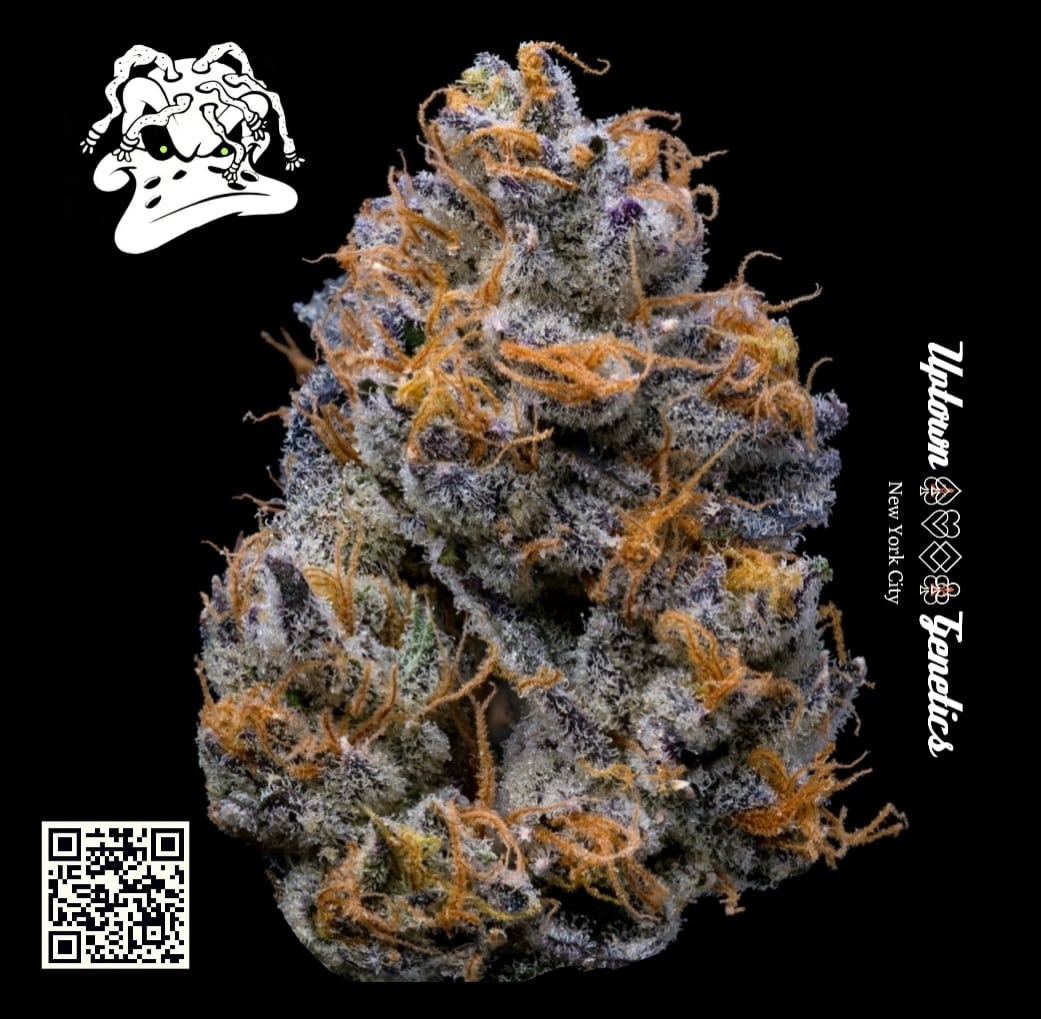 Ducksauce-Z Strain