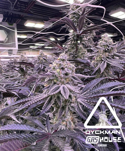 Original NYC DUCKSAUCE STRAIN