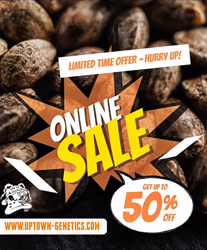 Original NYC DUCKSAUCE STRAIN