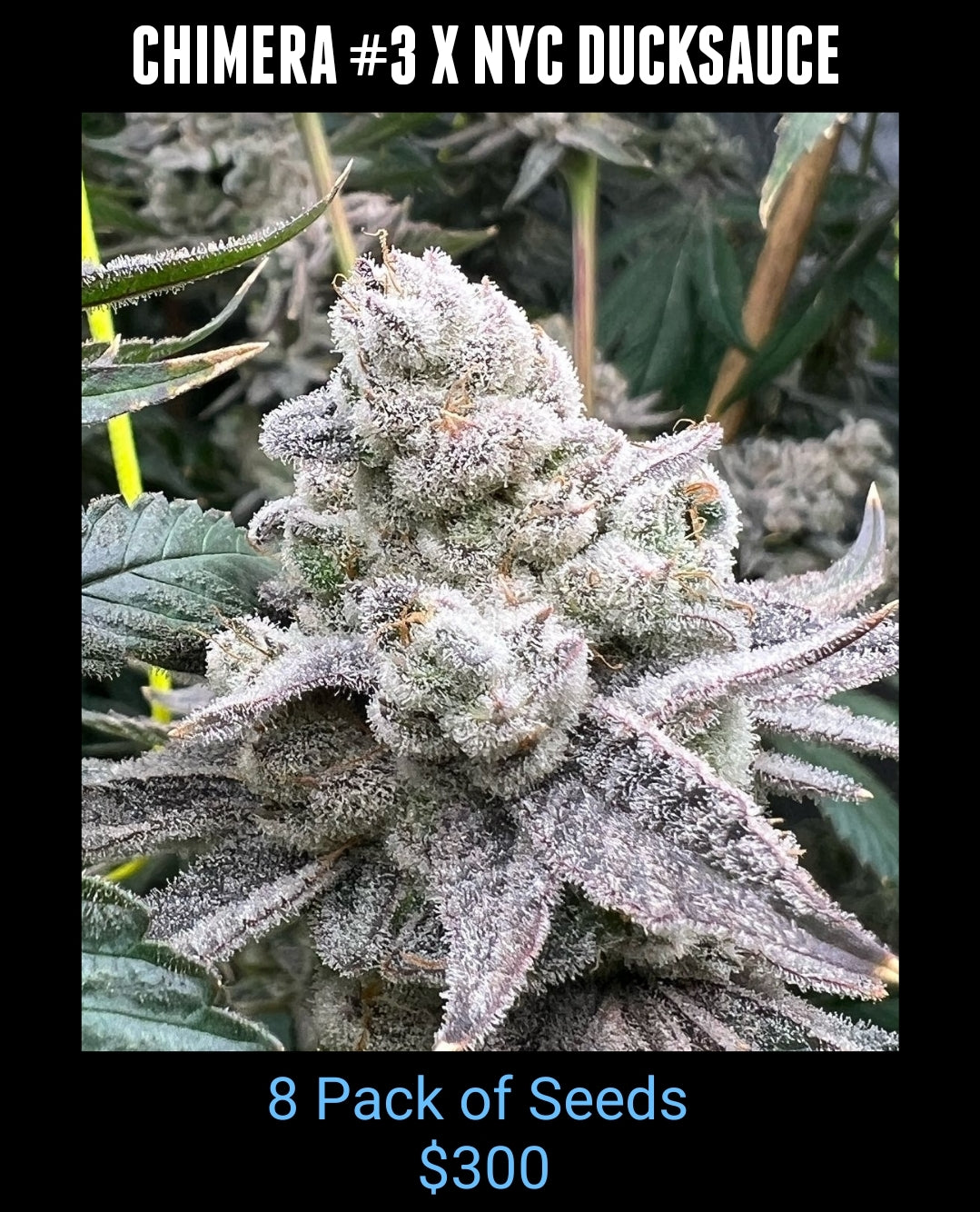 Original NYC DUCKSAUCE STRAIN