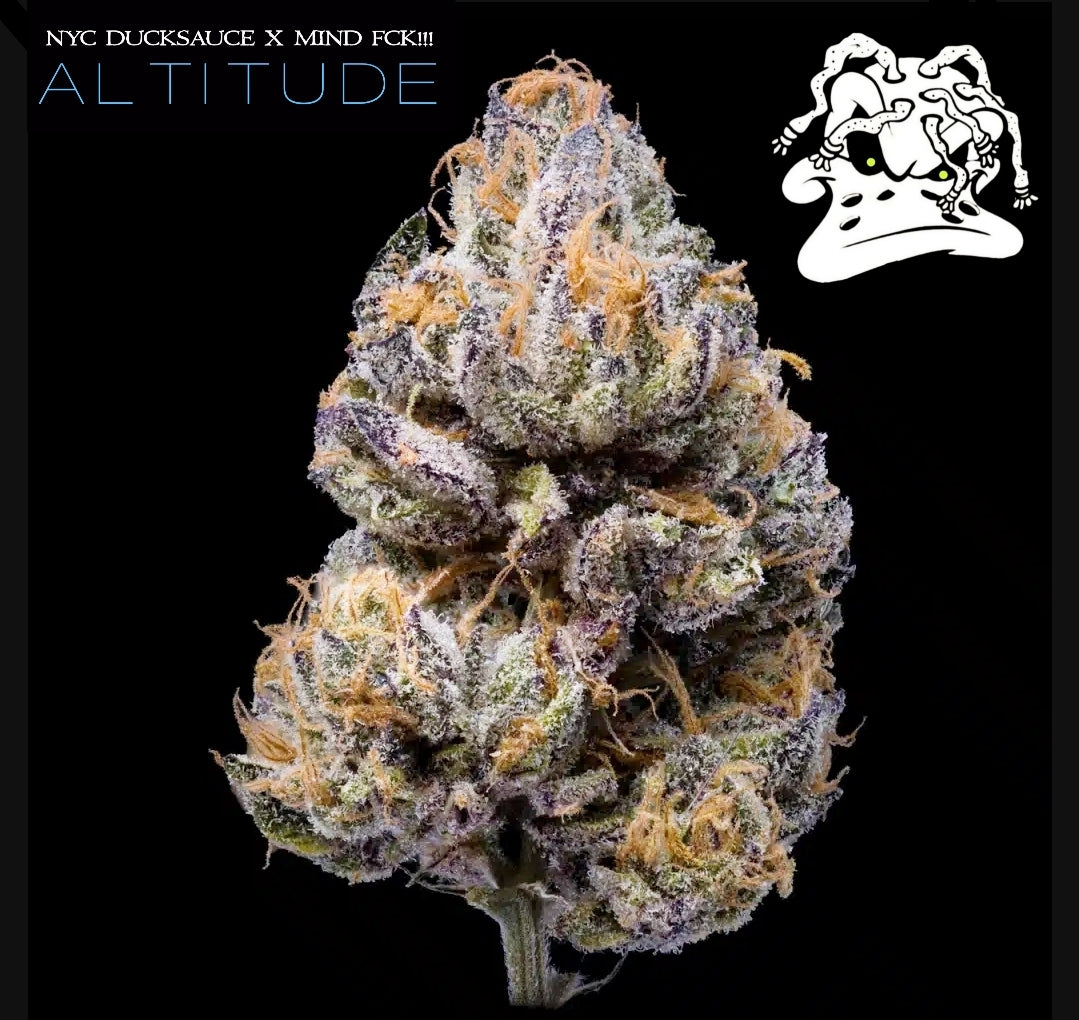 Original NYC DUCKSAUCE STRAIN