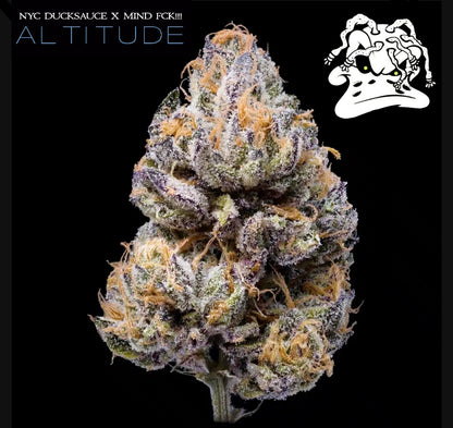 Original NYC DUCKSAUCE STRAIN
