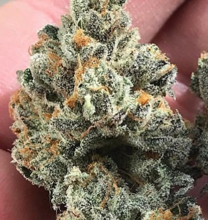 New York City 2008’ Sourman Cut