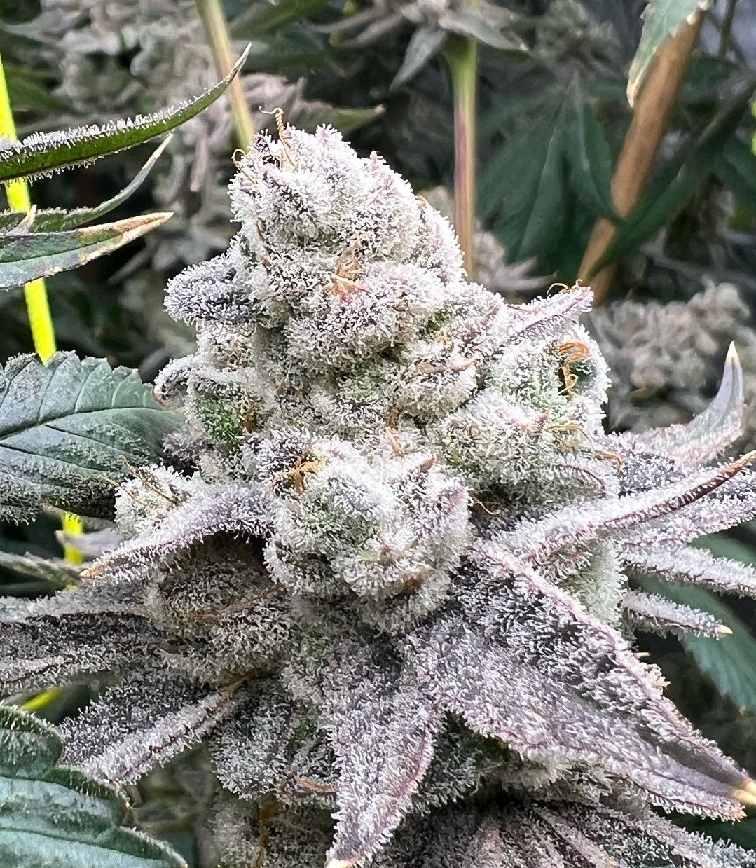 Pre-Engineered Marijuana Grow Rooms for Indoor Cultivation