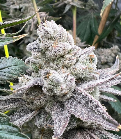 Pre-Engineered Marijuana Grow Rooms for Indoor Cultivation