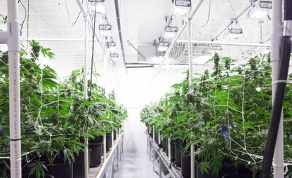 Pre-Engineered Marijuana Grow Rooms for Indoor Cultivation