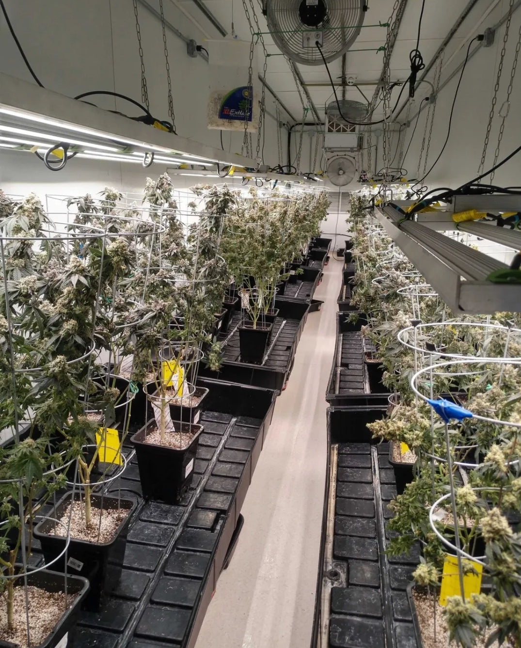 Pre-Engineered Marijuana Grow Rooms for Indoor Cultivation