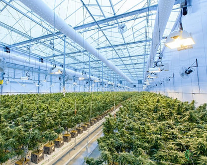 Pre-Engineered Marijuana Grow Rooms for Indoor Cultivation